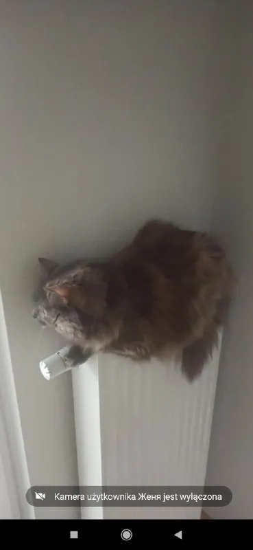Кот на батарее