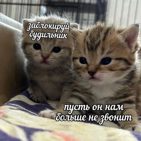 Заблокированный будильник и котята