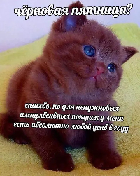 Котёнок и чёрная пятница