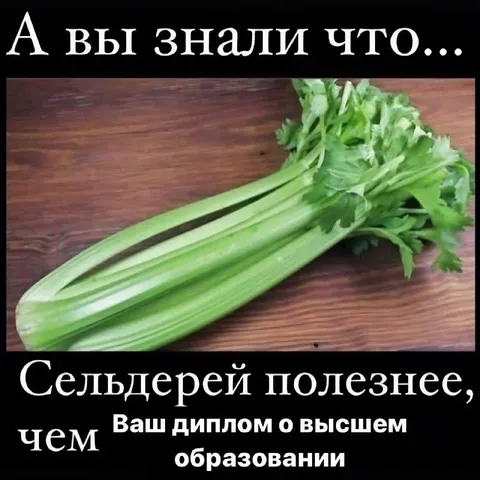Сельдерей полезнее диплома