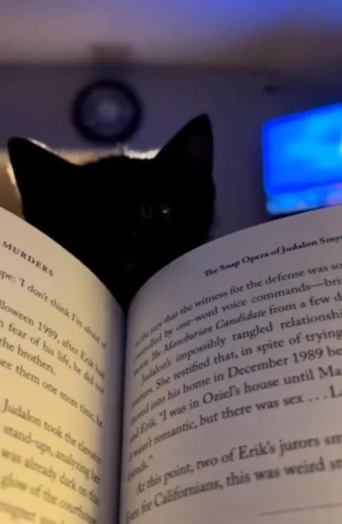 Black Cat Reading a Book