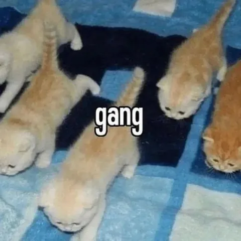 Gang of Sleepy Kittens