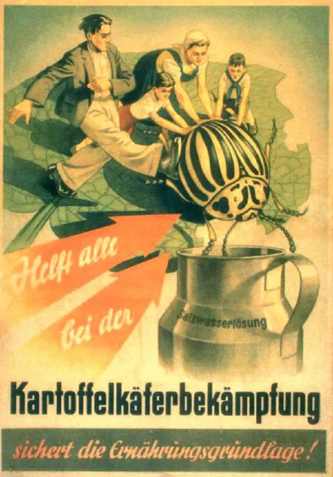 Kartoffelkäfer bekämpfen