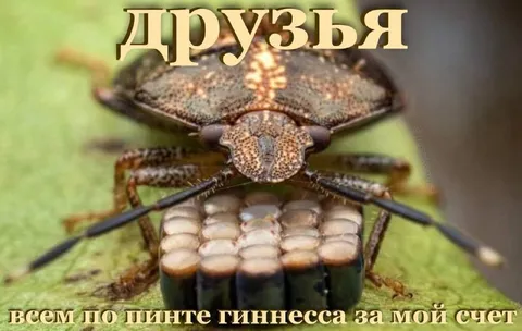 Таракан угощает всех Гиннессом