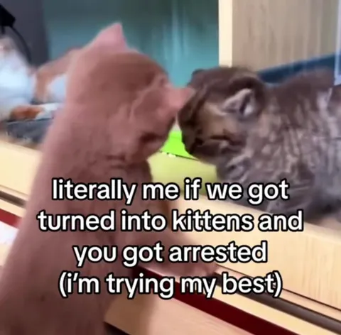 Kitten Tries to Rescue Arrested Friend