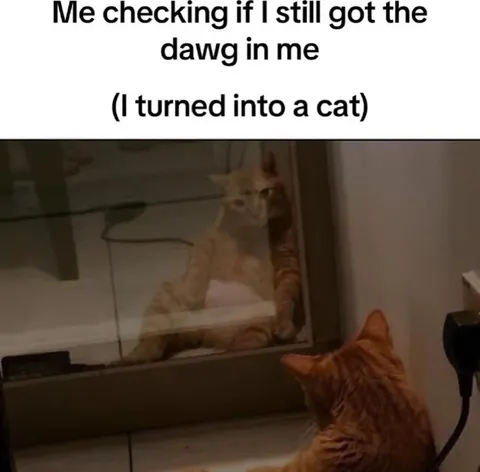 Cat Checking for Dawg Energy