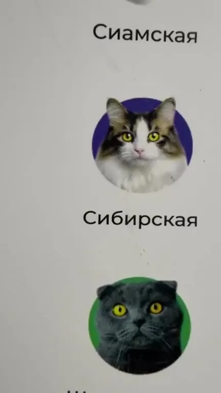 Игорь среди пород кошек