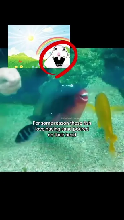 Fish Love Sand Poured on Their Heads