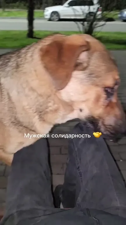 Мужская солидарность с собакой