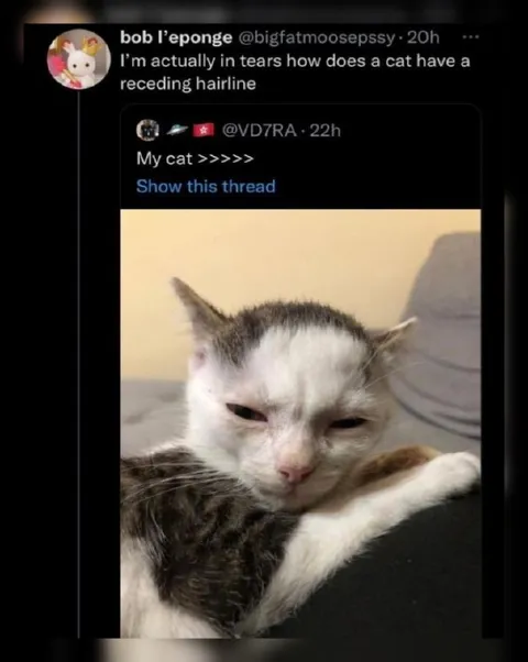 Cat With a Receding Hairline