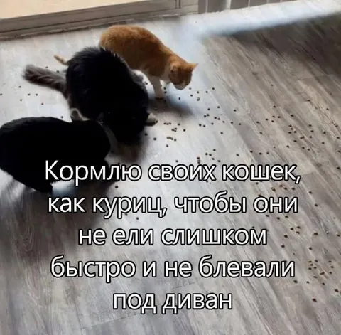 Кормлю кошек как куриц
