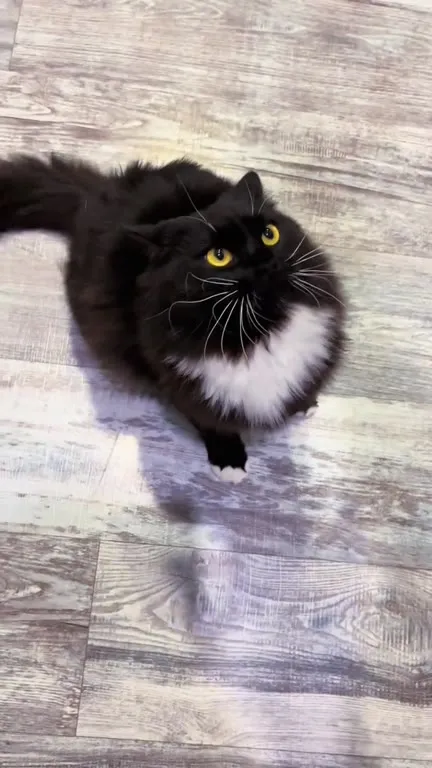 Кот реагирует на гудок