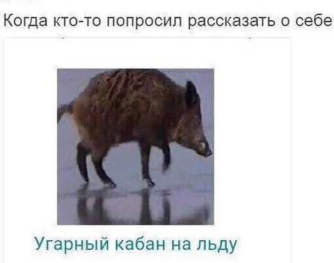 Угарный кабан на льду