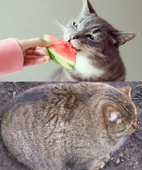 Кот после арбуза