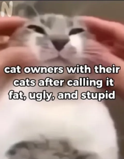 Cat Owners After Insulting Their Cats