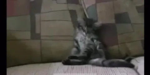 Котёнок сидит на диване