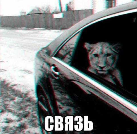 Лев в машине на связи