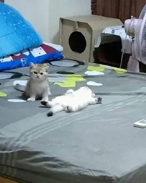 Котёнок смотрит на спящего кота