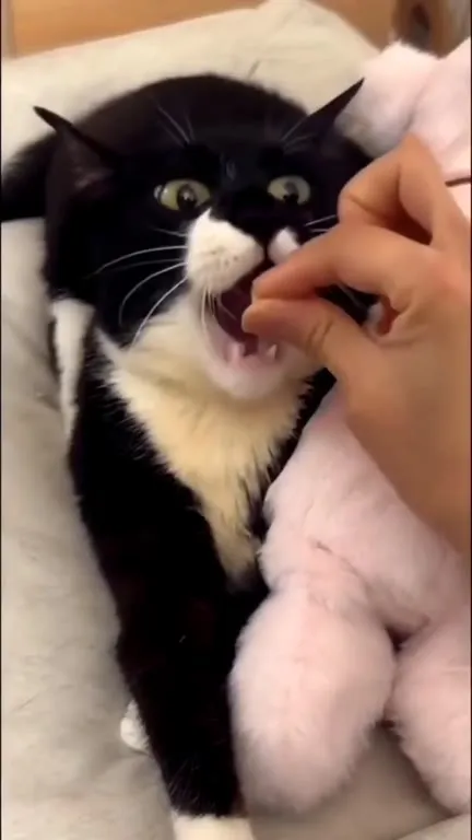 Кот, который блеет как коза