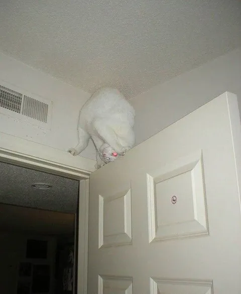 Кот на двери