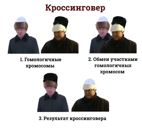 Кроссинговер хромосом