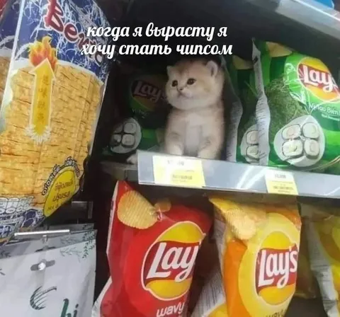 Кот хочет стать чипсом