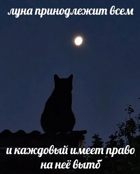 Кот воет на луну