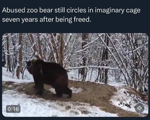 Abused Bear Circles Imaginary Cage