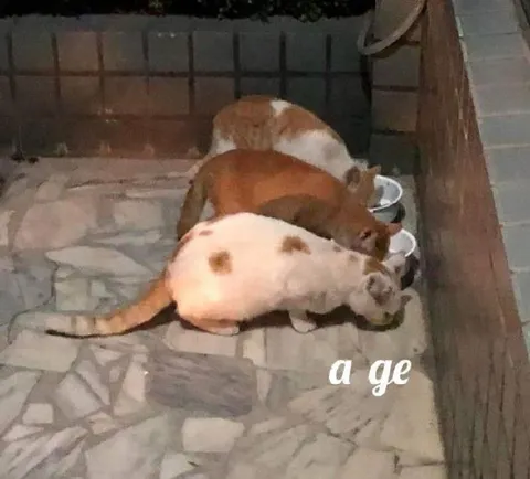 Three Cats Eating in Line