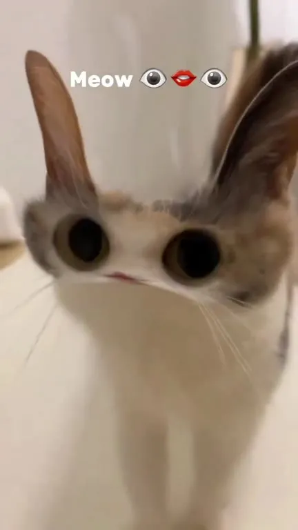 Big-Eyed Cat Says Meow