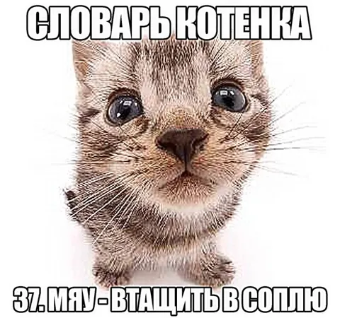 Словарь котенка: мяу