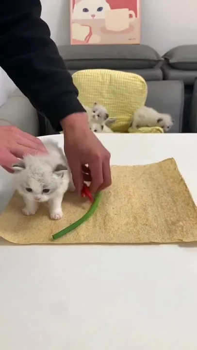 Котёнок-буррито
