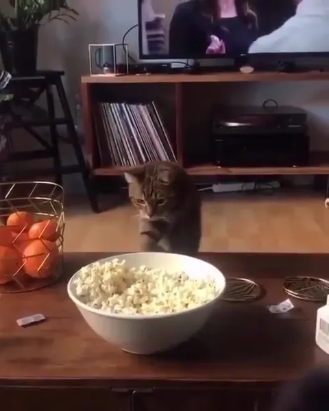 Кот крадёт попкорн