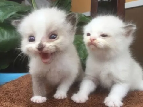 Два смешных котёнка