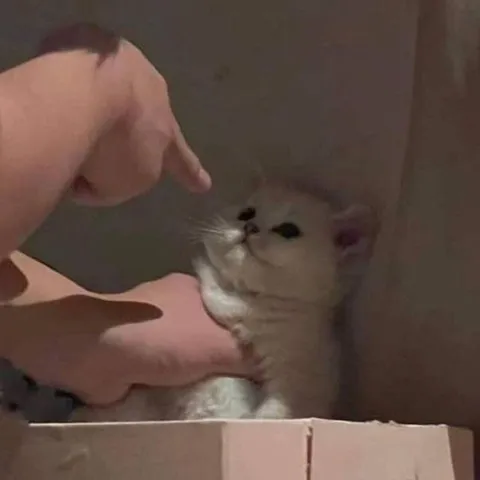 Котёнка отчитывают пальцем