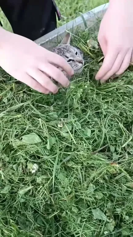 Кот, замаскированный в траве