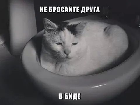 Не бросайте друга в биде