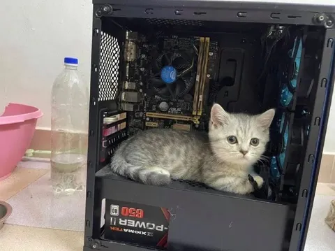 Котик внутри компьютера