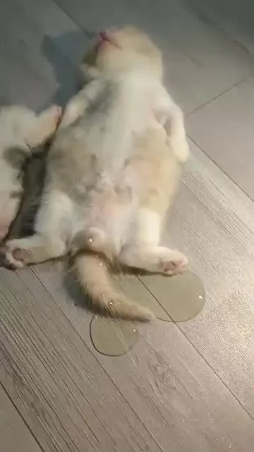 Котёнок растёкся лужицей