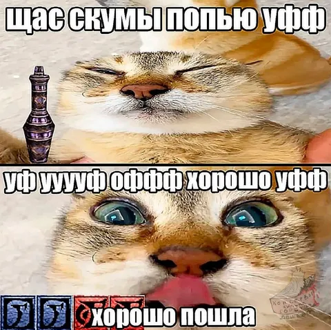 Кот пьёт скумы и оживает