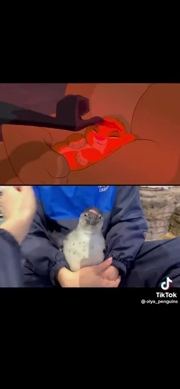 Посвящение в пингвины