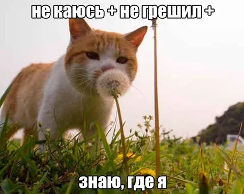 Кот знает, где он