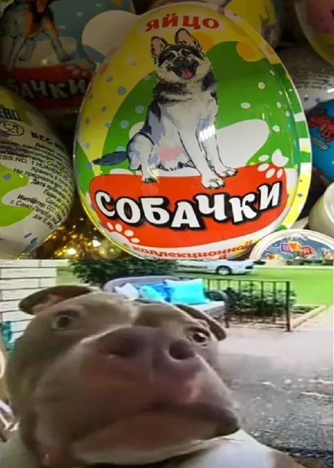 Яйцо с собачками и хмурая морда