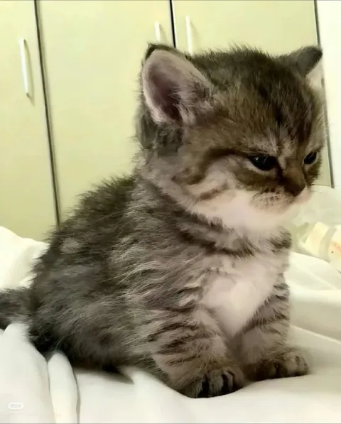 Серьёзный маленький котёнок