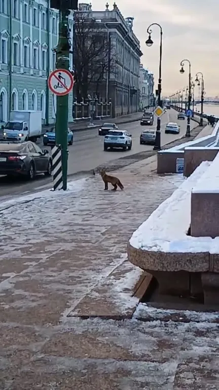 Лиса убегает по набережной