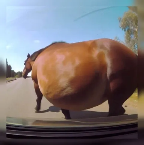 Очень толстая лошадь на дороге