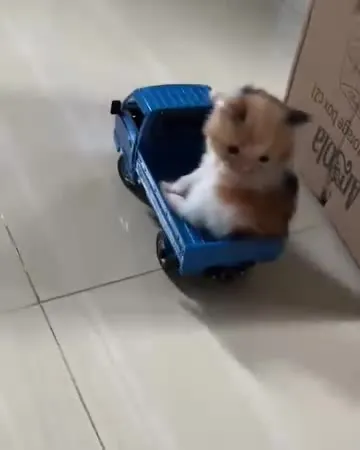 Котёнок везёт грузовик