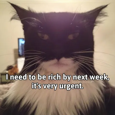 Cat Needs Money Urgently