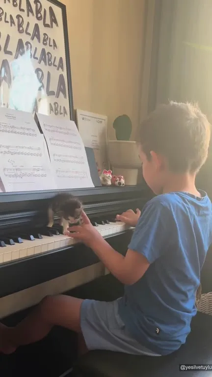 Yavru kedi piyano çalıyor