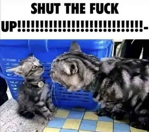 Shut the Fuck Up Cats